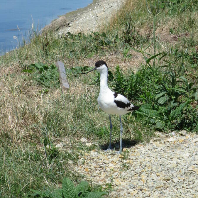 Avocette