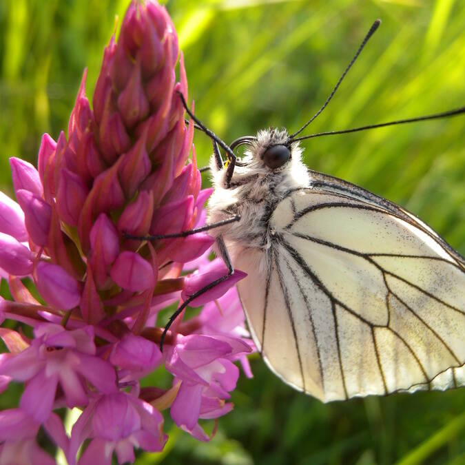 Papillon